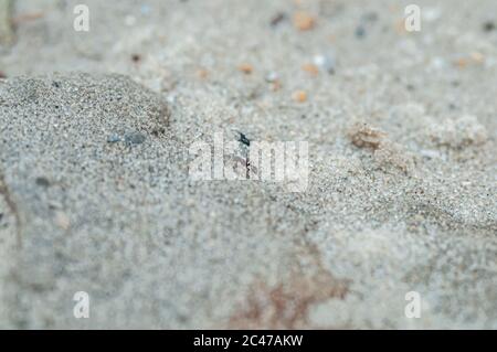 Eine Ameise, die durch den Sand läuft Stockfoto