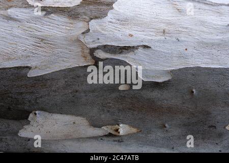Nahaufnahme einer alten rostigen Holzoberfläche Stockfoto
