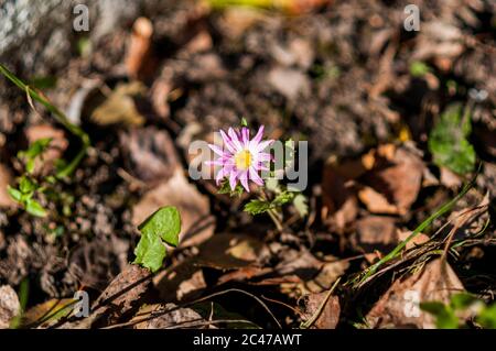 Violette Blume, die auf dem Boden um gefallene Blätter wächst Stockfoto