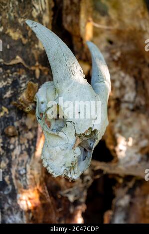 Ziegenschädel Skelettkopf hängt an einer Baumrinde Stockfoto