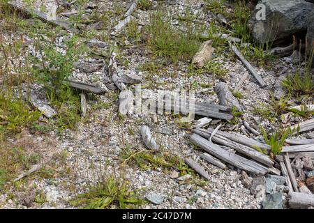 Killdeer Nest und Eier in Richmond BC Kanada Stockfoto