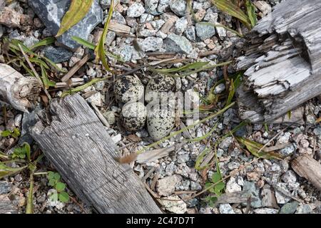 Killdeer Nest und Eier in Richmond BC Kanada Stockfoto