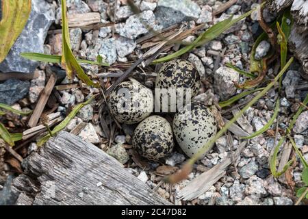 Killdeer Nest und Eier in Richmond BC Kanada Stockfoto