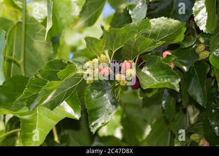 Morus, eine Gattung von blühenden Pflanzen in der Familie Moraceae, besteht aus verschiedenen Arten von Laubbäumen, bekannt als Maulbeeren Stockfoto