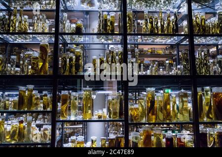 Regale mit verschiedenen Tieren in Formaldehydlösung aufbewahrt Stockfoto