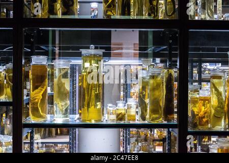 Regale mit verschiedenen Tieren in Formaldehydlösung aufbewahrt Stockfoto