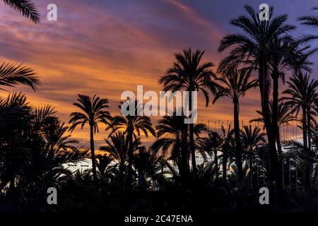 Silhouetten von Palmen unter einem bewölkten Himmel während einer Atemberaubender Sonnenuntergang - perfekt für Tapeten Stockfoto