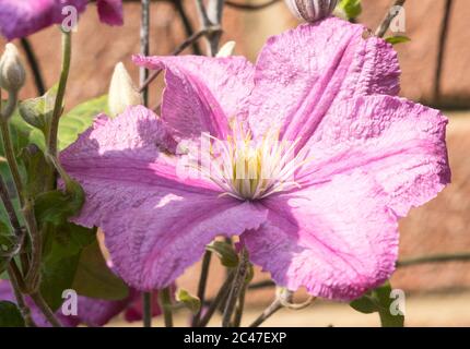 Nahaufnahme der rosa Clematis-Blütensorte Comtesse De Bouchard im Juni, England, Großbritannien Stockfoto