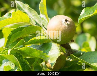 Unreife Frucht des Apfeles Egremont Russet (Malus domestica) im Juni, England, Großbritannien Stockfoto