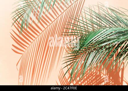 Palmblätter auf beigem Hintergrund mit dem Schatten Stockfoto