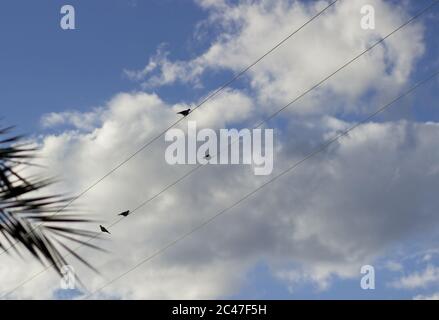 Vögel sitzen auf den elektrischen Kabeln unter den Wolken Stockfoto