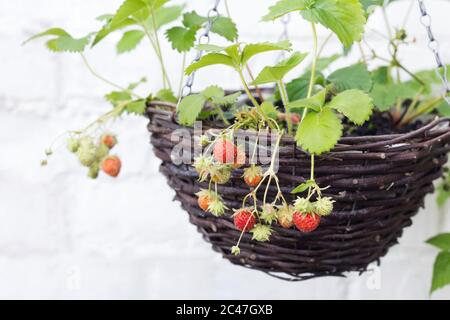 Fragaria × ananassa. Erdbeeren wachsen in einem hängenden Korb. Stockfoto