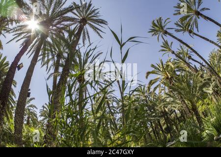 Low-Angle-Aufnahme von Palmen an einem sonnigen Tag Stockfoto