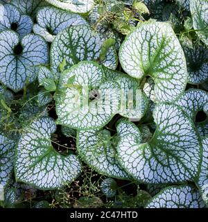 Heartleaf brunnera (Binomialname: Brunnera macrophylla), auch bekannt als sibirischer Bugloss, in einem Frühlingsgarten (der Gattungsname ehrt den Schweizer Botaniker Sam Stockfoto