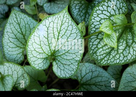 Heartleaf brunnera (Binomialname: Brunnera macrophylla), auch bekannt als sibirischer Bugloss, in einem Frühlingsgarten (der Gattungsname ehrt den Schweizer Botaniker Sam Stockfoto