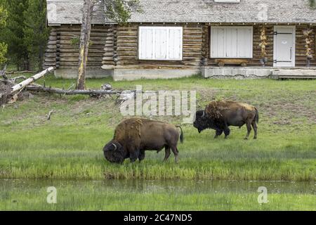 Zwei Bison grasen im zentralen Teil des Yellowstone National Park. Stockfoto