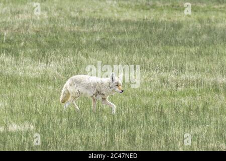 Ein einsame Kojote geht in einem Grasfeld im zentralen Yellowstone Nationalpark. Stockfoto