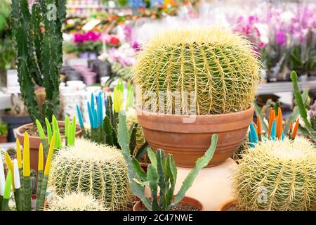 Echinocactus Kaktus in einem Tontopf unter anderen Kakteen- und Sukkulenten-Sorten. Kaktus mit dicken gelben Stachelnadeln auf geometrischen Rippen, natürliche de Stockfoto