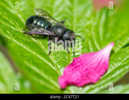 Weibliche Freimaurerbiene (Osmia lignaria), die im Frühjahr auf einem grünen Blatt mit Blütenblatt ruht Stockfoto