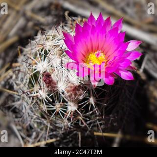 Eine einzelne, heiße rosa Blume mit einem leuchtend gelben Zentrum blüht auf einem kleinen Fass Kaktus. Stockfoto