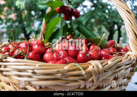 Reife, rote und frische Kirschen im Korb, die gerade auf der Kirschbauernhof gesammelt wurden. Stockfoto
