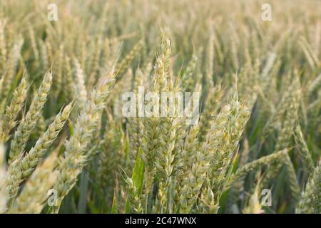 Grüne Ähren von Weizen auf dem Feld. Landwirtschaft und Weizenanbau. Stockfoto