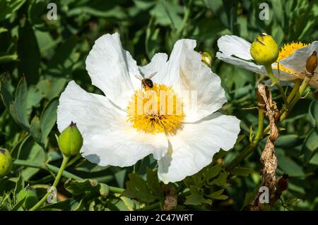 Romneya coulteri eine weiße Sommer große Blume Strauch Pflanze allgemein bekannt als kalifornischen Baum Mohn Stockfoto