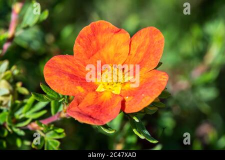 Potentilla 'Red Ace' eine Sommer blühende Pflanze, bekannt als Zimtfoil Stockfoto