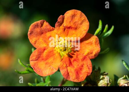 Potentilla 'Red Ace' eine Sommer blühende Pflanze, bekannt als Zimtfoil Stockfoto