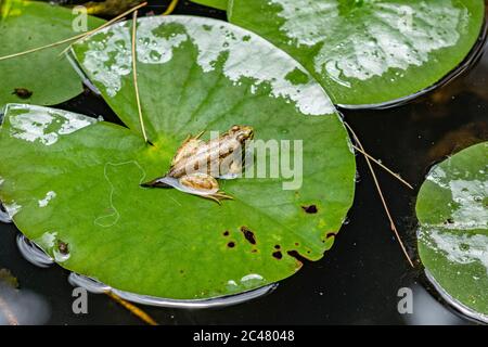 Ein grüner Frosch Tadploe mit den Beinen und dem Schwanz Stockfoto