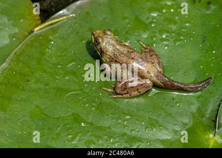 Ein grüner Frosch Tadploe mit den Beinen und dem Schwanz Stockfoto