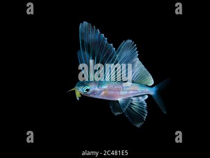 Nicht identifizierter fliegender Fisch, Exocoetidae. Schwarzwassertauchgang in der Nähe der Oberfläche von Palm Beach, Florida, USA Atlantischer Ozean Stockfoto