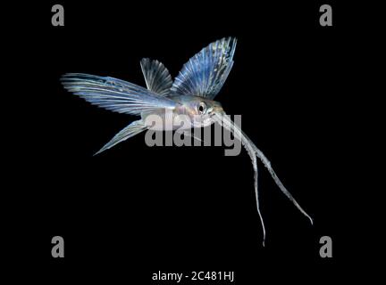 Nicht identifizierter fliegender Fisch, Exocoetidae. Schwarzwassertauchgang in der Nähe der Oberfläche von Palm Beach, Florida, USA Atlantischer Ozean Stockfoto