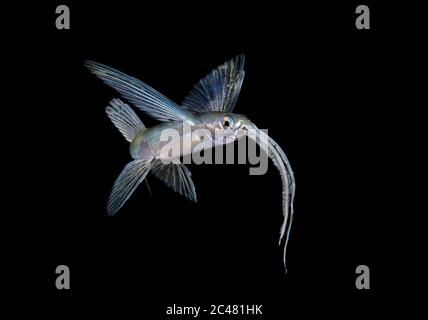 Nicht identifizierter fliegender Fisch, Exocoetidae. Schwarzwassertauchgang in der Nähe der Oberfläche von Palm Beach, Florida, USA Atlantischer Ozean Stockfoto