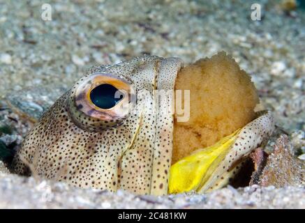 Zwergkiefernfisch, Opistognatus punctatus, Männchen, mundbrütende Eier, Mexiko, Golf von Kalifornien, Cortez-See, Pazifischer Ozean Stockfoto