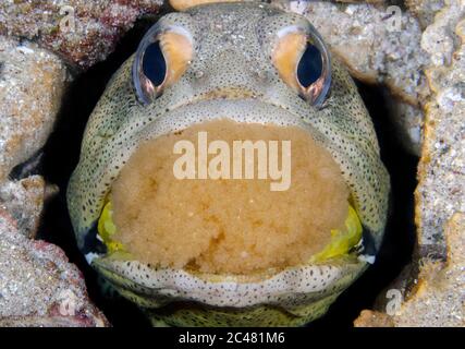 Zwergkiefernfisch, Opistognatus punctatus, Männchen, mundbrütende Eier, Mexiko, Golf von Kalifornien, Cortez-See, Pazifischer Ozean Stockfoto