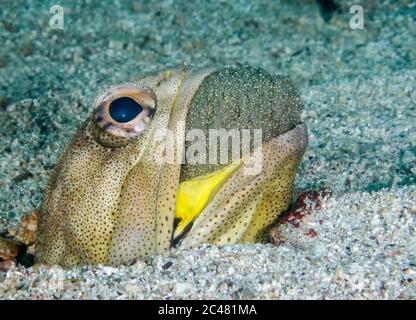 Zwergkiefernfisch, Opistognatus punctatus, Männchen, mundbrütende Eier, Mexiko, Golf von Kalifornien, Cortez-See, Pazifischer Ozean Stockfoto