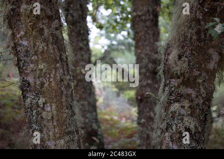 Bäume mit Flechten und Pilzen wachsen auf ihnen Stockfoto