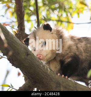 Männlicher Opossum, der seine schnauzenartige Nase auf dem Ast reibt. Stockfoto