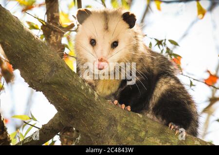 Männlicher Opossum, der auf einem Ast klettert Stockfoto