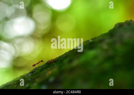 Makroaufnahme der roten Ameise in der Natur. Rote Ameise ist sehr klein. Selektiver Fokus, freier Platz für Text. Stockfoto