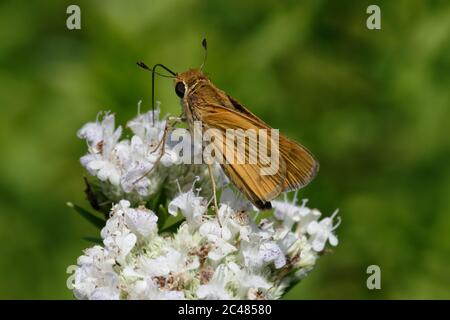 Feurige skipper Stockfoto