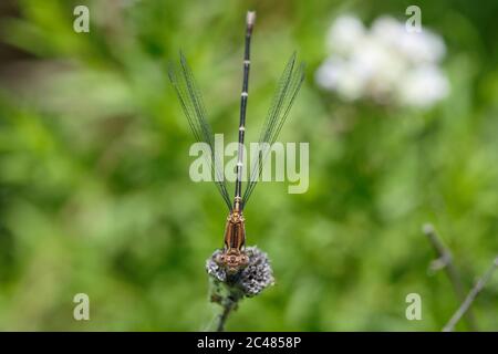 Blauberingtänzer (Argia sedula) Stockfoto