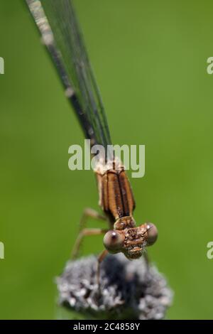 Blue-ringed Dancer (Argia sedula), Insecta, Crescent Bend Nature Park ...