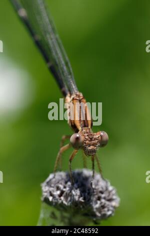 Blauberingtänzer (Argia sedula) Stockfoto