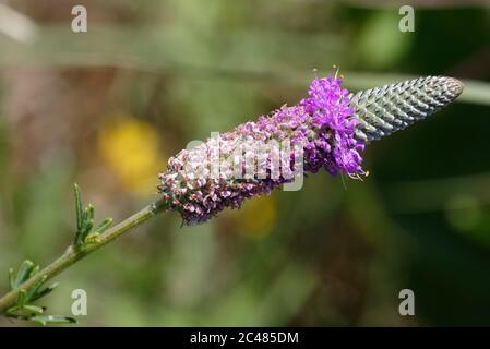 Lila Prairie Klee Stockfoto