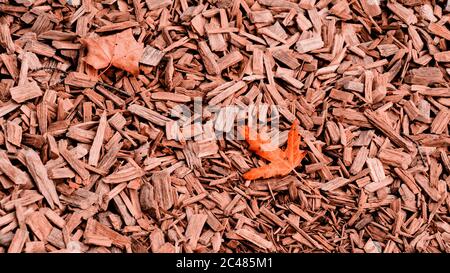 Orange Herbst Ahornblatt auf zerkleinerten Zedernbaum Rinde Textur Hintergrund Nahaufnahme. Kofferraum. Alte Baumrinde Hintergrund oder Textur. Braun geschreddert Stockfoto