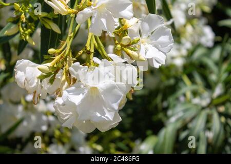 Selektive Fokusaufnahme von weißen Jasminblüten Stockfoto