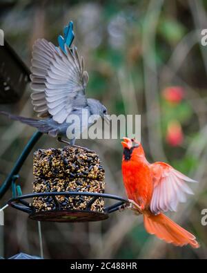 Vertikale Aufnahme von zwei grauen und orangen Vögeln kämpfen mit Einander Stockfoto