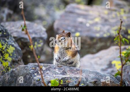 Ein wenig Chipmunk im Yellowstone National Park, Wyoming Stockfoto